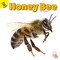 Rourke Educational Media Flying Insects Honey Bee